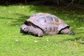 Large turtle, friendly animals at the Prague Zoo. Royalty Free Stock Photo