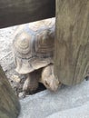 Large Turtle with huge shell trying to sneak through a wooden fence