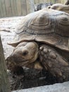 Large Turtle with huge shell trying to sneak through a wooden fence