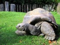 a large turtle lies in the grass Royalty Free Stock Photo