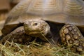 Large turtle lies in sawdust Royalty Free Stock Photo