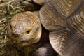 Large turtle lies in sawdust Royalty Free Stock Photo