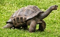 Large turtle with long neck on the green lawn Royalty Free Stock Photo