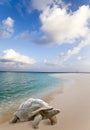 Large turtle Megalochelys gigantea at the sea edge on background of a tropical landscape Royalty Free Stock Photo