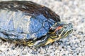 Large turtle on rocks