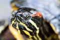 Large turtle on rocks