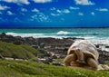 Large turtle at the sea edge.tropical landscape Royalty Free Stock Photo