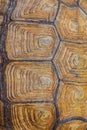 Large turtle shell texture beautiful Royalty Free Stock Photo