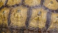 Large turtle shell texture Royalty Free Stock Photo