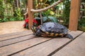 A large turtle with a shell. The turtle has a body outside the shell Royalty Free Stock Photo