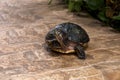 A large turtle with a shell. The turtle has a body outside the shell Royalty Free Stock Photo