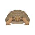 Large turtle, tortoise reptile animal, front view vector Illustration on a white background Royalty Free Stock Photo