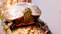 A large turtle on a wooden trunk Royalty Free Stock Photo