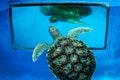 Large turtles in a large aquarium - turtle poses for photo