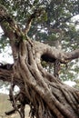 Large Twisted Tree