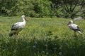 Large two birds white storks ciconia hunting in the grass on the meadow with white and black plumage and red beaks and legs Royalty Free Stock Photo