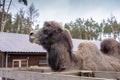 Large two-humped brown camel in the corral in winter. Green forest in the daytime. Wooden fence. Artiodactyl furry animal.