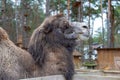 Large two-humped brown camel in the corral in winter. Green forest in the daytime. Wooden fence. Artiodactyl furry animal.