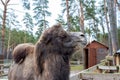 Large two-humped brown camel in the corral in winter. Green forest in the daytime. Wooden fence. Artiodactyl furry animal.