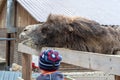 Large two-humped brown camel in the corral in winter. Green forest in the daytime. Wooden fence. Artiodactyl furry animal. People