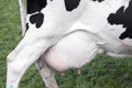 Large udder under black and white cow in green meadow Royalty Free Stock Photo