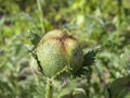 Large unbroken poppy bud