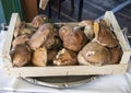 Large uncooked Porcino mushrooms on display in an Italian restaurant for diner selection