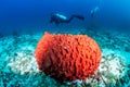Large underwater barrel sponge with background SCUBA diver on a tropical coral reef Royalty Free Stock Photo
