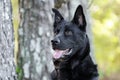 Large black German Shepherd mix breed dog, pet rescue Royalty Free Stock Photo