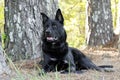 Large black German Shepherd mix breed dog laying down, pet rescue Royalty Free Stock Photo