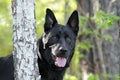 Large black German Shepherd mix breed dog, pet rescue Royalty Free Stock Photo