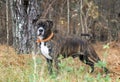 Brindle Boxer Mastiff mix dog with orange collar