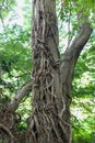 A very unusual large tree trunk found in Enfield town