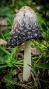 Large unusual mushroom on green grass Royalty Free Stock Photo