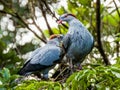 Topknot Pigeon in Queensland Australia