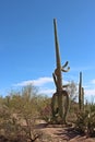 Large, unusually shaped Saguaro Cactus in a desert landscape with Prickly Pear, Ocotillo and Palo Verde bushes in Arizona Royalty Free Stock Photo