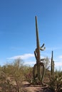 Large, unusually shaped Saguaro Cactus in a desert landscape with Prickly Pear, Ocotillo and Palo Verde bushes in Tucson, Arizona Royalty Free Stock Photo