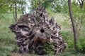 Large uprooted stump in a forest Royalty Free Stock Photo