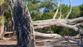 Uprooted tree on Beach