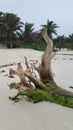 Uprooted tree on the beach Tulum, Mexico Royalty Free Stock Photo