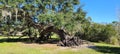 Large uprooted tree