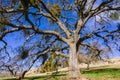 Large valley oaks with mistletoe growing on the branches, Sunol Regional Wilderness, San Francisco bay area, California
