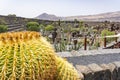 A large variety of cacti in the Jardin de Cactus, Lanzarote, Spain