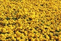 Large variety of growing yellow flower Royalty Free Stock Photo