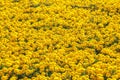 Large variety of growing yellow flower Royalty Free Stock Photo