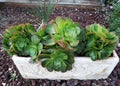 Large variety of succulent Echeveria Glauca