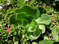 Large variety of succulent Echeveria Glauca