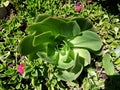 Large variety of succulent Echeveria Glauca