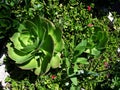 Large variety of succulent Echeveria Glauca