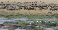 A Large Variety Of Wildlife Are Seen At Lake Magadi In The Ngorongoro Crater In Tanzania, Afric Royalty Free Stock Photo